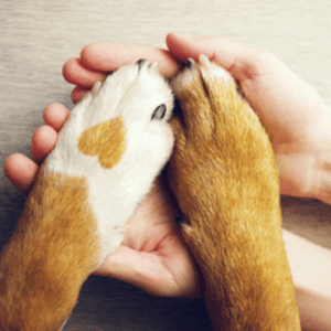 Dog paws with hands
